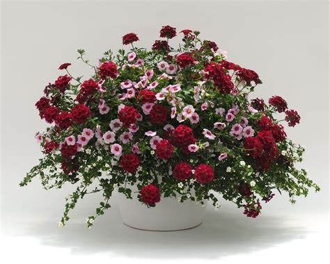 trixi strawberry shortcake container flowers annual plants