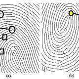 Fingerprint Bifurcation Poincare Singular Detection sketch template