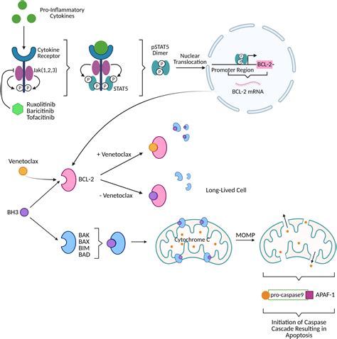 frontiers repurposing bcl   jak  inhibitors cure