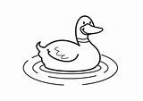 Duck Coloring Pages sketch template