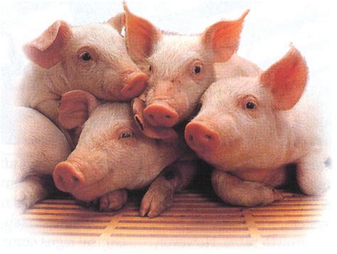 piggys  pigs photo  fanpop