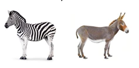 zebras  donkeys manoj paprikar medium