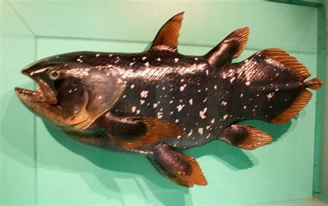 louisville fossils   coelacanth fossil fish