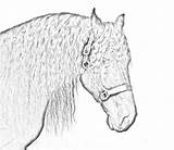 Friesian Horse sketch template