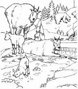 Coloring Pages Biome Tundra Arctic Popular sketch template