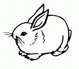 Coloring Rabbit Pages Cute Rabbits Gif Popular sketch template