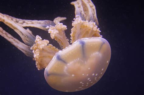transparent deadly  facts   australian box jellyfish