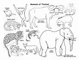 Animals Thailand Activities Habitats Mammals Printable Coloring Pdfs Habitat Biomes Exploringnature sketch template