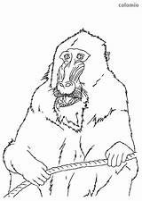 Mandrill Affe Ausmalbild sketch template