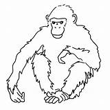 Singe Afrique Guenon Chimpanzee Noix Dessiner Poils Vierge Signe Astrologique Printablefreecoloring Azcoloriage sketch template
