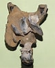 Afbeeldingsresultaten voor Thalassina anomala Geslacht. Grootte: 80 x 100. Bron: www.thefossilforum.com