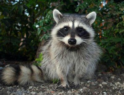 cute raccoon racoon animals  pets beautiful creatures animals