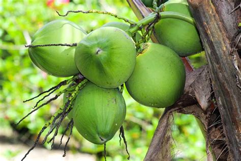 growing dwarf coconut trees  complete guide agri farming