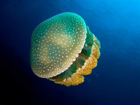remarkable facts  jellyfish