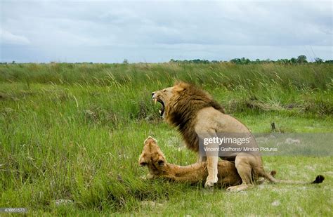 African Lion Pair Copulating Moremi Game Reserve Okavango
