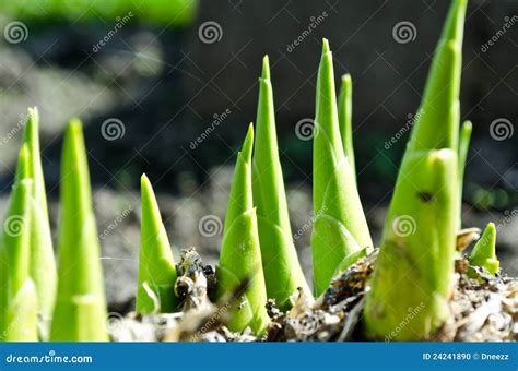 green spring plant grows   ground stock photo image