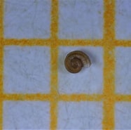Afbeeldingsresultaten voor "ammonicera Rota". Grootte: 187 x 185. Bron: www.inaturalist.org
