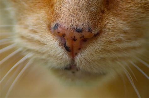 black spots  cats mouth freckles
