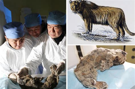 Cave Lion That Roamed West To Be Cloned 43 500 Years On After Being