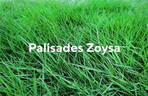 top  grasses  lawns   spriggs brothers