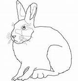 Hare Arctic Ausmalbild Schneehase Feldhase Hares Hasen sketch template