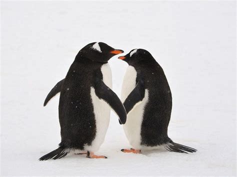 sea life sydney s same sex penguin couple have been given an egg to