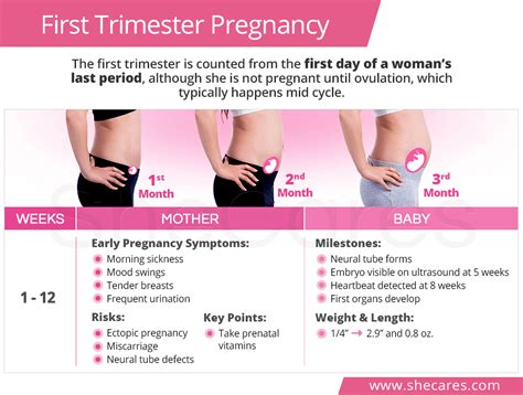 first trimester pregnancy shecares