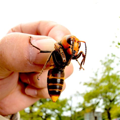 invasive murder hornet pest control jupiter termite control florida lawn care