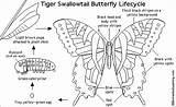 Swallowtail Tiger Papillons Printout Enchantedlearning Coloriages Commentaires sketch template