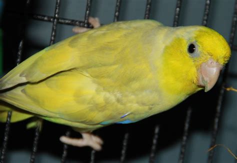 pacific parrotlet mutations little loves parrotlets