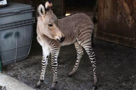 connaissez vous le zebrane ou encore ane zebre donzebre donzed ou zonkey lassurance dune