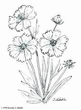 Coloring Wildflower Pages Printable Getdrawings Color Getcolorings sketch template
