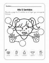 Sentidos Senses Workbook Teacherspayteachers sketch template