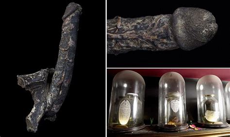 mummified penis rented by museum for £2500 a year daily mail online