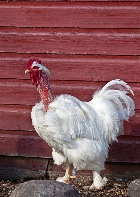 molting chicken   small pet select