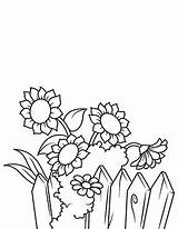 Sonnenblumen Zaun Sonnenblume Malen Peaksel Quelle Colour sketch template