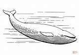 Ballena Realista Whale sketch template