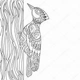 Woodpecker Picchio Vettore Uccello Coloringbay Colorare sketch template