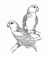Coloring Parrot Pages Birds Bird Animal Kids Colouring Color Animals Clipart Quaker Adult Draw Adults Drawing Beautiful Template Visit sketch template