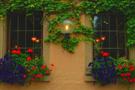 beautiful window gardens