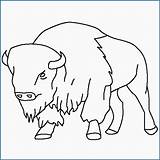 Bison Buffalo Coloring Pages Kids Drawing Animal Drawings Printable Outline Color Ny Silhouette Bills Clipart Books Animals Book Getdrawings Skyline sketch template