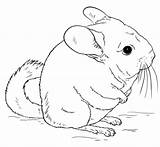 Chinchilla Coloring Pages Cute Tailed Printable Chinchillas Drawing Clipart Long Draw Drawings Short Animal Supercoloring Color Crafts Cartoon Clipground Categories sketch template