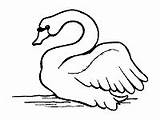 Cisne Cisnes Swans sketch template