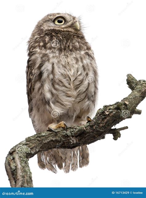 young owl perching  branch stock image image  perch animal