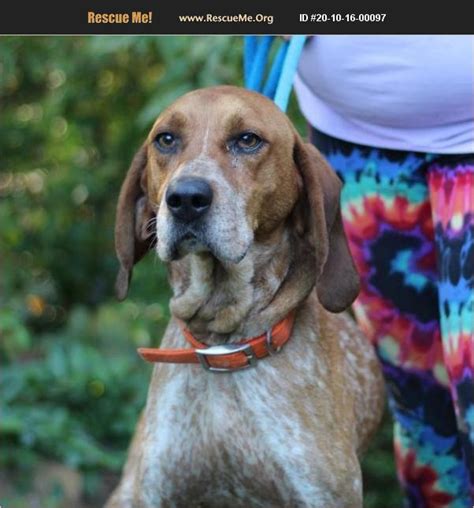 adopt 20101600097 ~ redbone coonhound rescue ~ lyndhurst va