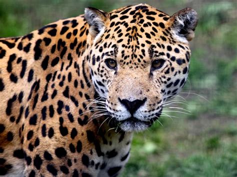der jaguar eine einzelgaengerische raubkatze