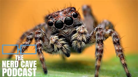 spiders i hate spiders the nerd cave podcast ep 242 pt 3 youtube