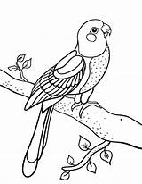 Coloring Parrot Pages Conure Bird Printable Animal Adult Colouring Birds Pdf Coloringcafe Kids Party Parrots Sheets Drawings Macaw 36kb 507px sketch template