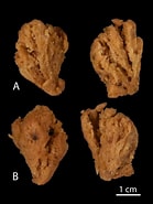Afbeeldingsresultaten voor "lissodendoryx Diversichela". Grootte: 139 x 185. Bron: www.researchgate.net