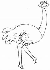 Ostrich Coloring Pages Animals Printable Deve Okul Color Print Library Clipart Kusu Oncesi Popular Birds sketch template